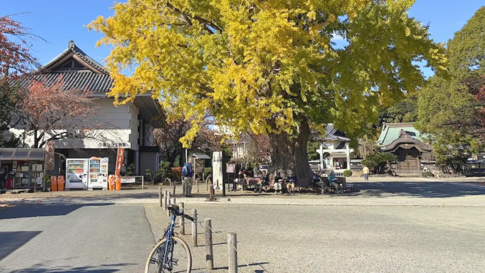 遊行寺の銀杏とRAIL ACTIVE